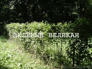 Граб для живой изгороди,  купить,  1 м #1139857