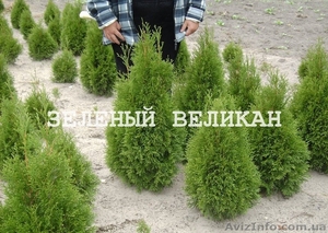 Туя западная Колумна,  Columna,  экстра,  1 м,  #1139854