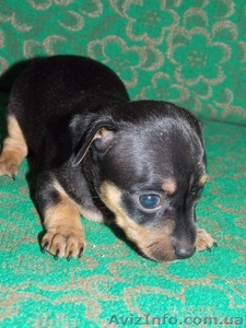 щенки любиммицы #1136151