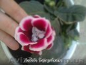 продам глоксинии #1133345