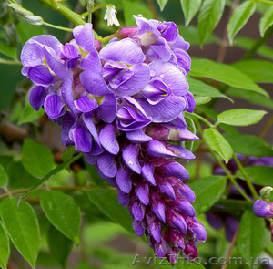 Глициния продажа в Украине оптом #1143900