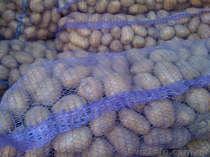 Агро фирма продает картофель белых и розовых сортов,  количество ограничено. Успе #1150092