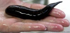 Пиявки медицинские сертифицированные #1149890