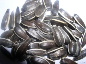 калиброванная кондитерская семечка #1149761