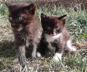 Отдам даром 2-х котят-мальчиков #1149869