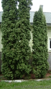 Крупномеры туи западной Колумна. Продажа,  доставка #1146979