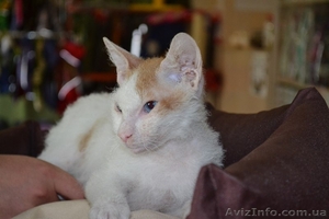 Котята породы Донской сфинкс (Браш) #1151103