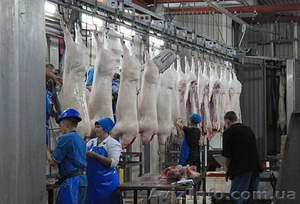 Линия по убою свиней и крс  #1149793