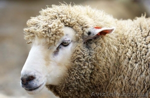 Продам баранов              #1144478