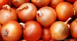 Лук репчатый продам оптом !!!! #760795