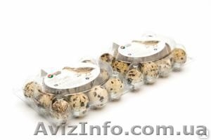 Лоток пластиковый под перепелиные яйца. #1149358