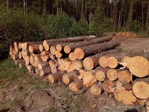 Продам Бревна(Дуб) #1154123