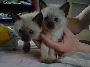 Сиамские котята - милые тайчики #1151858