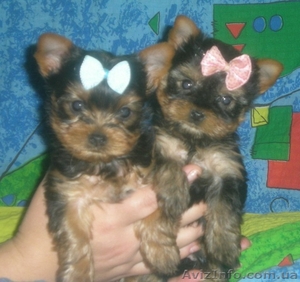 щенок йоркширский терьер #1000408