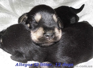 Цвергшнауцер,  щенки чёрносеребристого окраса #1142320