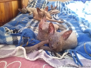 Продам котят породы Донской сфинкс! #1148731