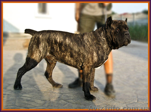 Щенки Кане Корсо - Запись. Ожидается суперпомет от двух чемпионов. #1144178