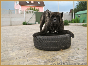 Щенки Кане Корсо - Ожидается суперпомет #1148238