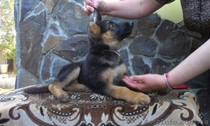 Немецкая овчарка щенки Чешско-Немецкие крови #1149218