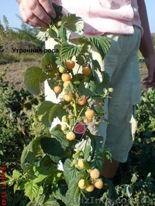 Саженцы крупноплодной малины и кубники .Высылаю по территории Украин #1150307