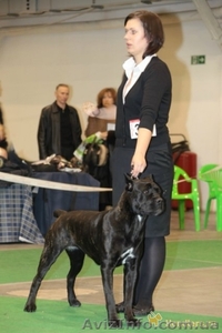 Услуги хендлера. Подготовка собаки к выставкам. #1144465