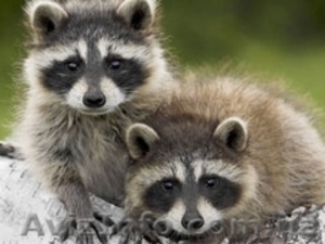 Енот Полоскун. Ручные малыши  купить можно у нас     #1147245