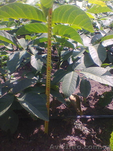 Пподам саженцы грецкого ореха #1141443