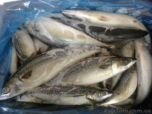 Продам Скумбрию свежемороженую #1146688