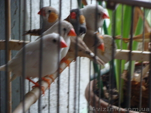 Продажа Волнистых Папугаев #1142703