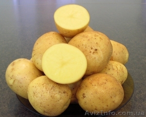 Продам посадочный картофель,  элита белых и розовых сортов,  40т. #1149900