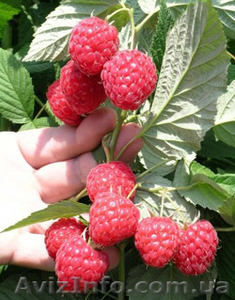 Саджанці малини Глен Ампл,  Ковичан,  Ляшка,  Полка #1151610