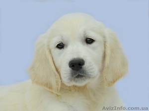 ЗОЛОТИСТЫЙ РЕТРИВЕР,  ЛАБРАДОР РЕТРИВЕР щенки. ИДЕАЛЕН ДЛЯ ВСЕХ!  #255213