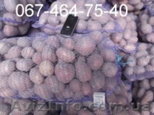 Продам картофель оптом от 10 тонн,  доставка по всей Украине. Звони!  #1149083