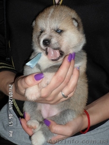 АКИТА-ИНУ щенки #1135328