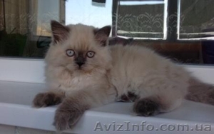 кошечка от чемпиона с голубыми глазами #1151202