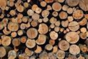 Продам лес: сосна,  дуб. ясень. #1152763