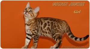 Бенгальские котята для дома и разведения #1149291