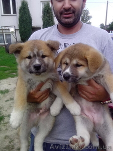 Цуценята японська акіта-іну #1143613