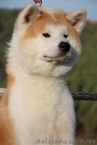 АКИТА-ИНУ кобель для вязок #1153544