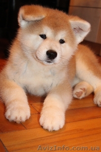 АКИТА-ину щенок (алиментный) #1153509