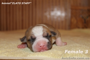 Прекрасные малыши американского стаффордширского терьера #1142528