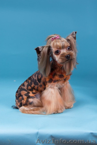 Требуется грумер в г.Днепропетровск и г.Харьков #1152481