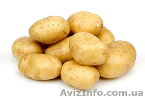 Закупаем картофель оптом от 10 тонн,  в любом регионе. #1142653