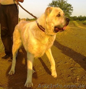 Среднеазиатская овчарка кобель #1151241