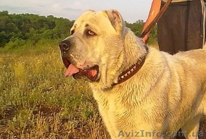 Кобель Среднеазиатской овчарки #1151233