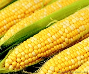 Продам кукурузу крупными партиями,  принимаем заявки. Успей! #1147663