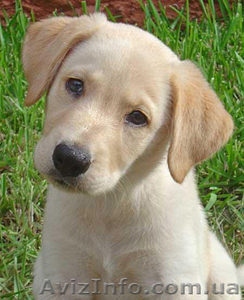Лабрадор Ретривер Девочки палевого цвета #1151760