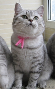 Котята британские короткошерстные. #1154284