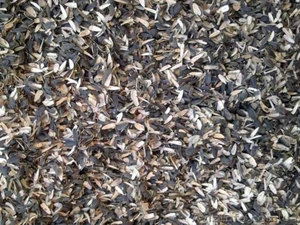 Куплю лузгу (шелуху) подсолнечника #1147084