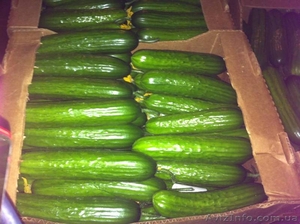 Огурцы гладкие тепличные #1147507